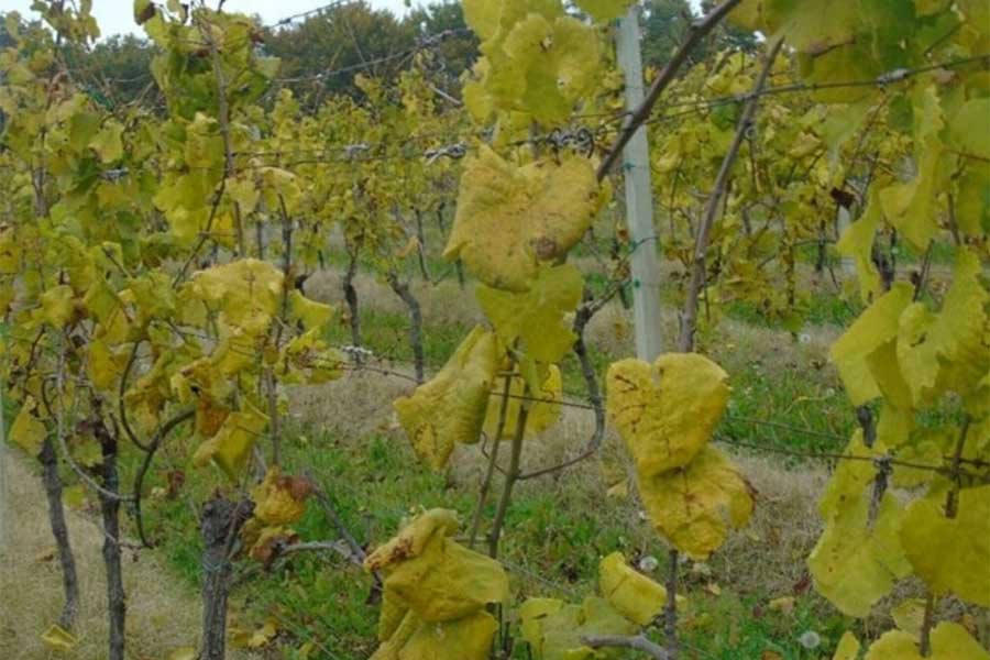 Prikupljanje podataka o zapuštenim vinogradima radi suzbijanja zlatne žutice 